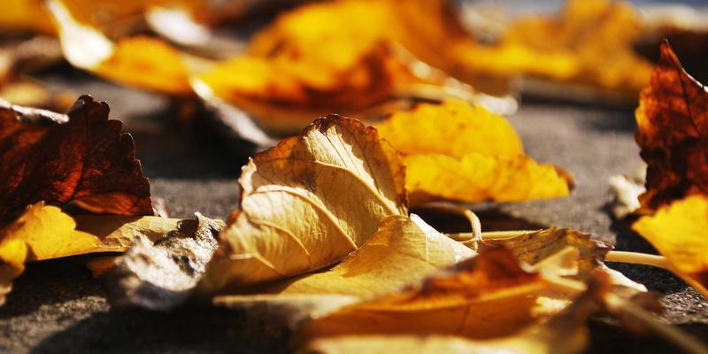 上海中老年学车全攻略：企业教练如何用专业方法与心理疏导助您安全启程